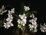 Sarcochilus hartmannii