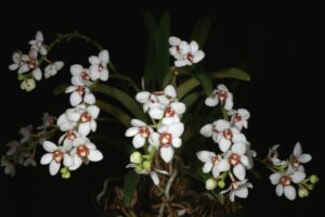 Sarcochilus hartmannii