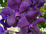 Vanda Velvet Purple
