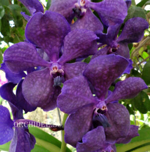 Vanda Velvet Purple