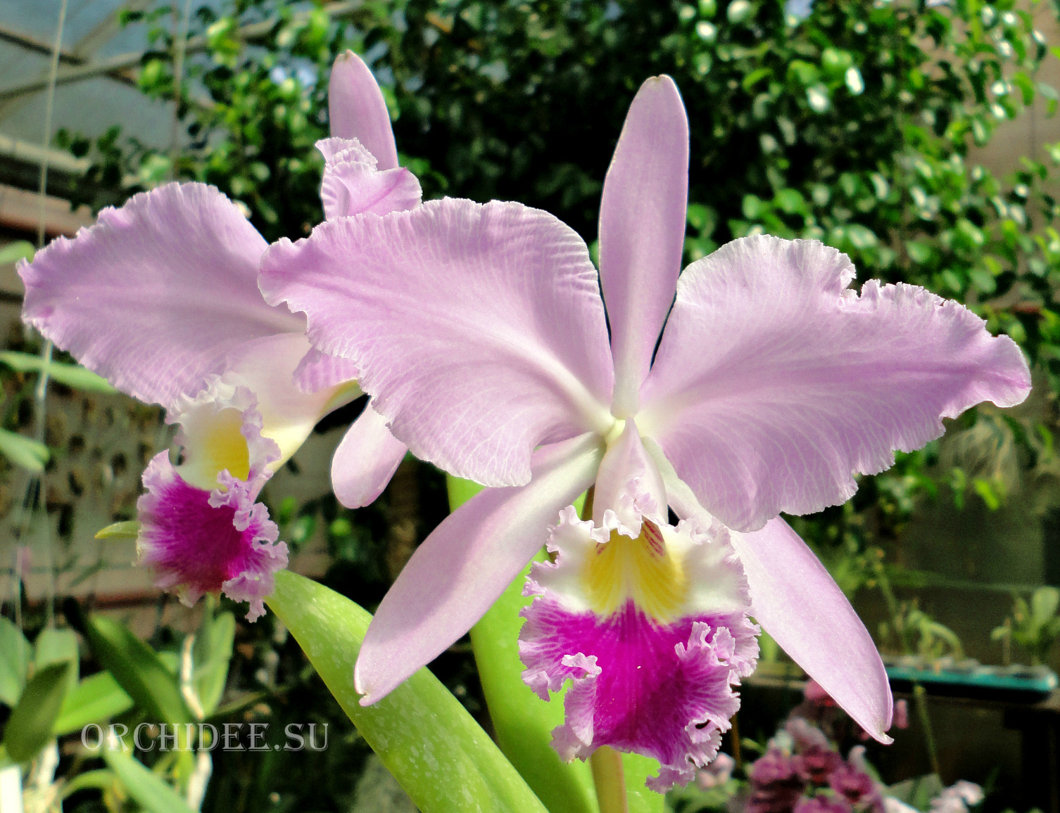 Cattleya gaskelliana