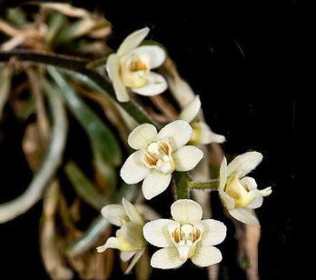 Chiloschista exuperei × sib
