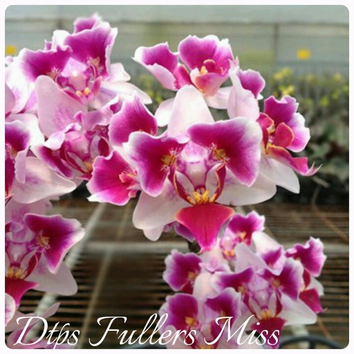 Doritaenopsis Fullers Miss