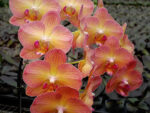 Doritaenopsis Chialin Rainbow