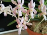 Neofinetia falcata x Aerides flabellata