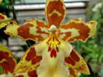 Oncidium hybrid 015