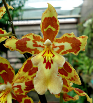 Oncidium hybrid 015