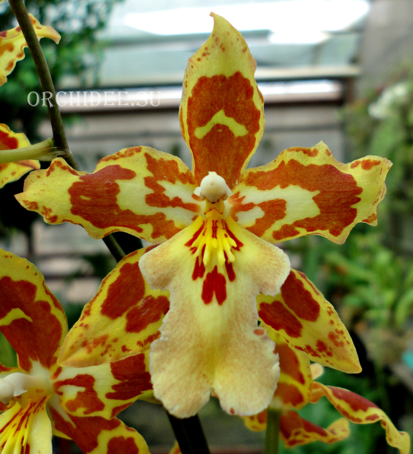 Oncidium hybrid 015