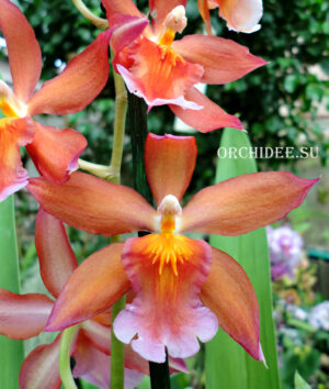 Oncidium hybrid 016