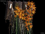 Oncidium stacyi
