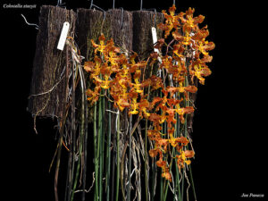 Oncidium stacyi