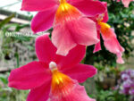 Oncidopsis Francine