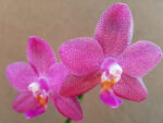 Phalaenopsis Ember