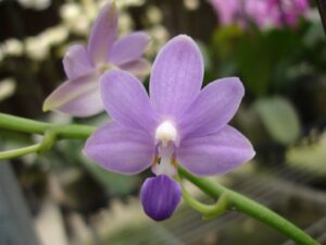 Doritaenopsis Purple Martin var.blue