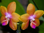 Phalaenopsis Pingtung Bronze Age