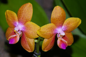 Phalaenopsis Pingtung Bronze Age