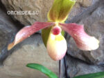 Paphiopedilum Hung Sheng Knight (moquetteanum x hangianum)
