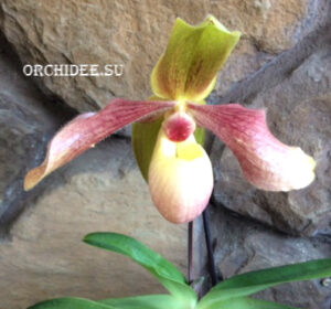 Paphiopedilum Hung Sheng Knight (moquetteanum x hangianum)