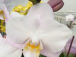 Phalaenopsis Liu's Sakura KF#4