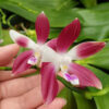 Phalaenopsis tetraspis 'C1'