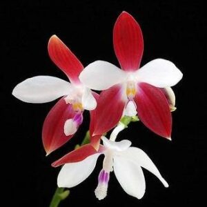 phalaenopsis-tetraspis-c1