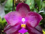 Phalaenopsis Lea Maria Salazar