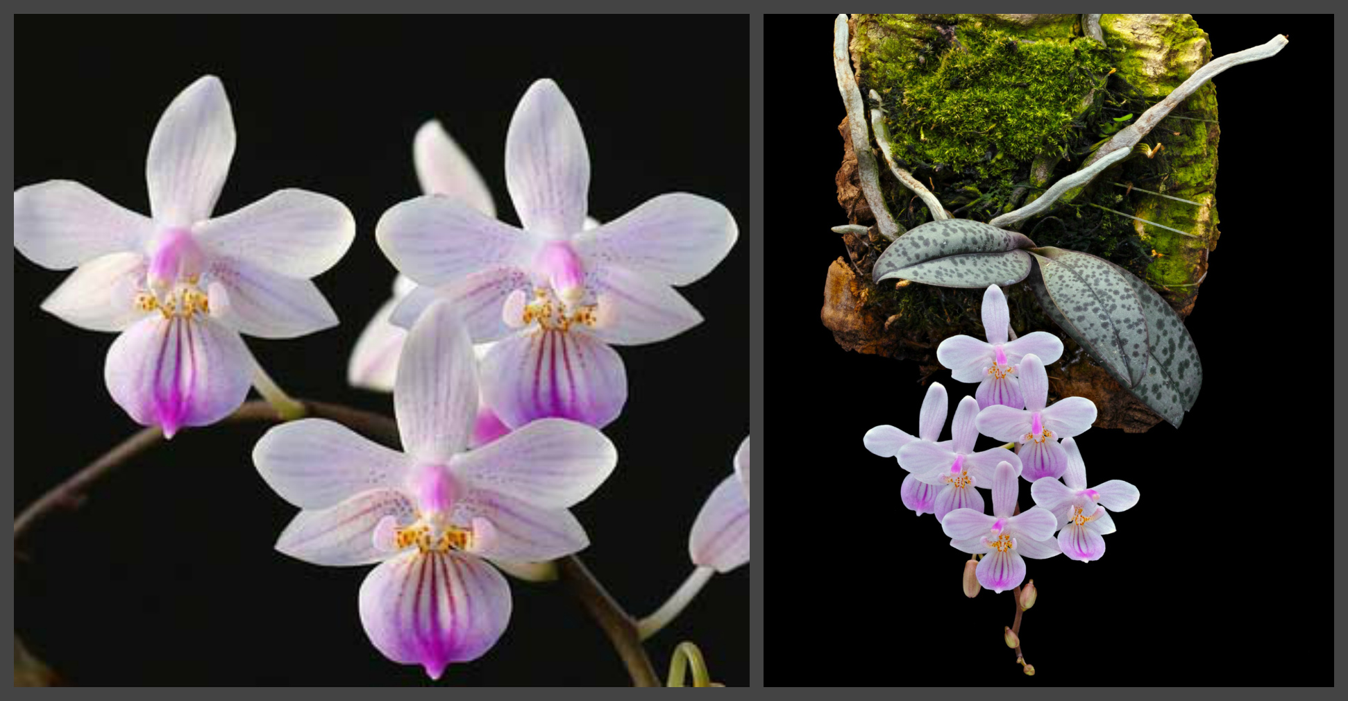 Phalaenopsis lindenii x sib