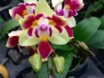 Phalaenopsis Sogo Gotris ES