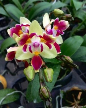 Phalaenopsis Sogo Gotris ES