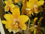 Phalaenopsis Yellow Chocolate
