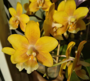 Phalaenopsis Yellow Chocolate