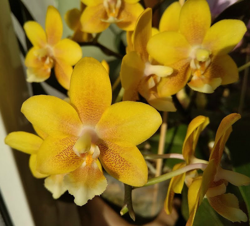 Phalaenopsis Yellow Chocolate