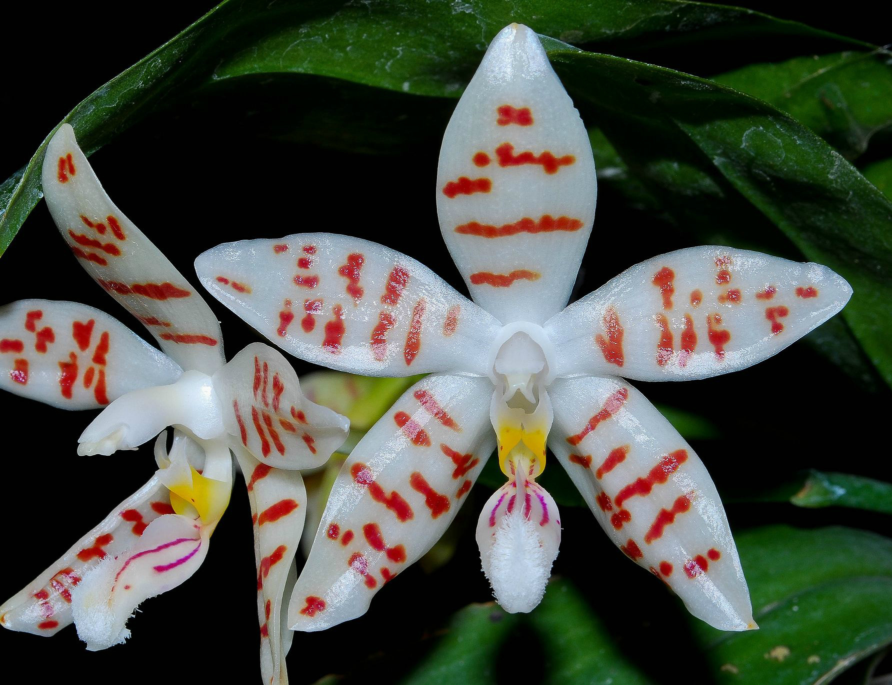 Phalaenopsis zebrina "Palawan"