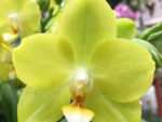 Phalaenopsis PHM 148 Poppy Honey