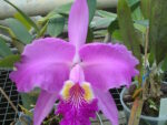 Cattleya lueddemanniana