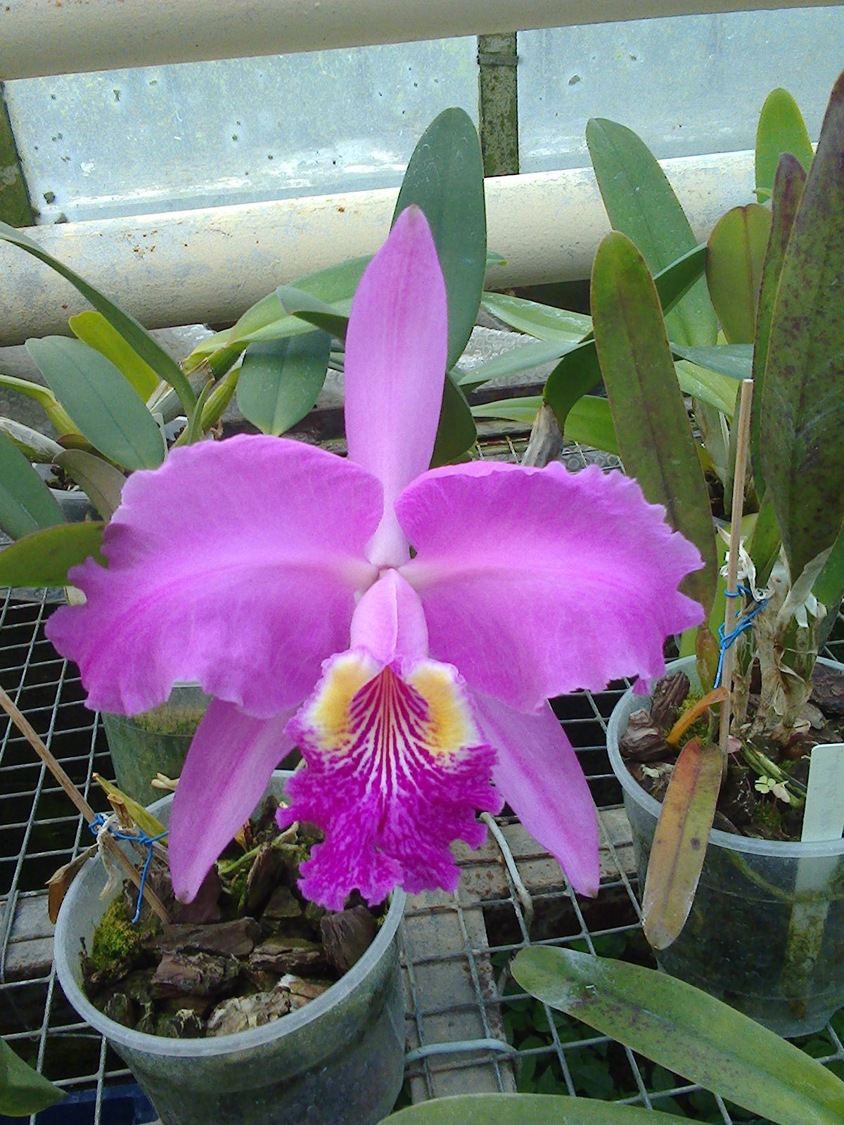 Cattleya lueddemanniana