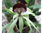 Encyclia cochleata