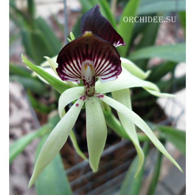 Encyclia cochleata