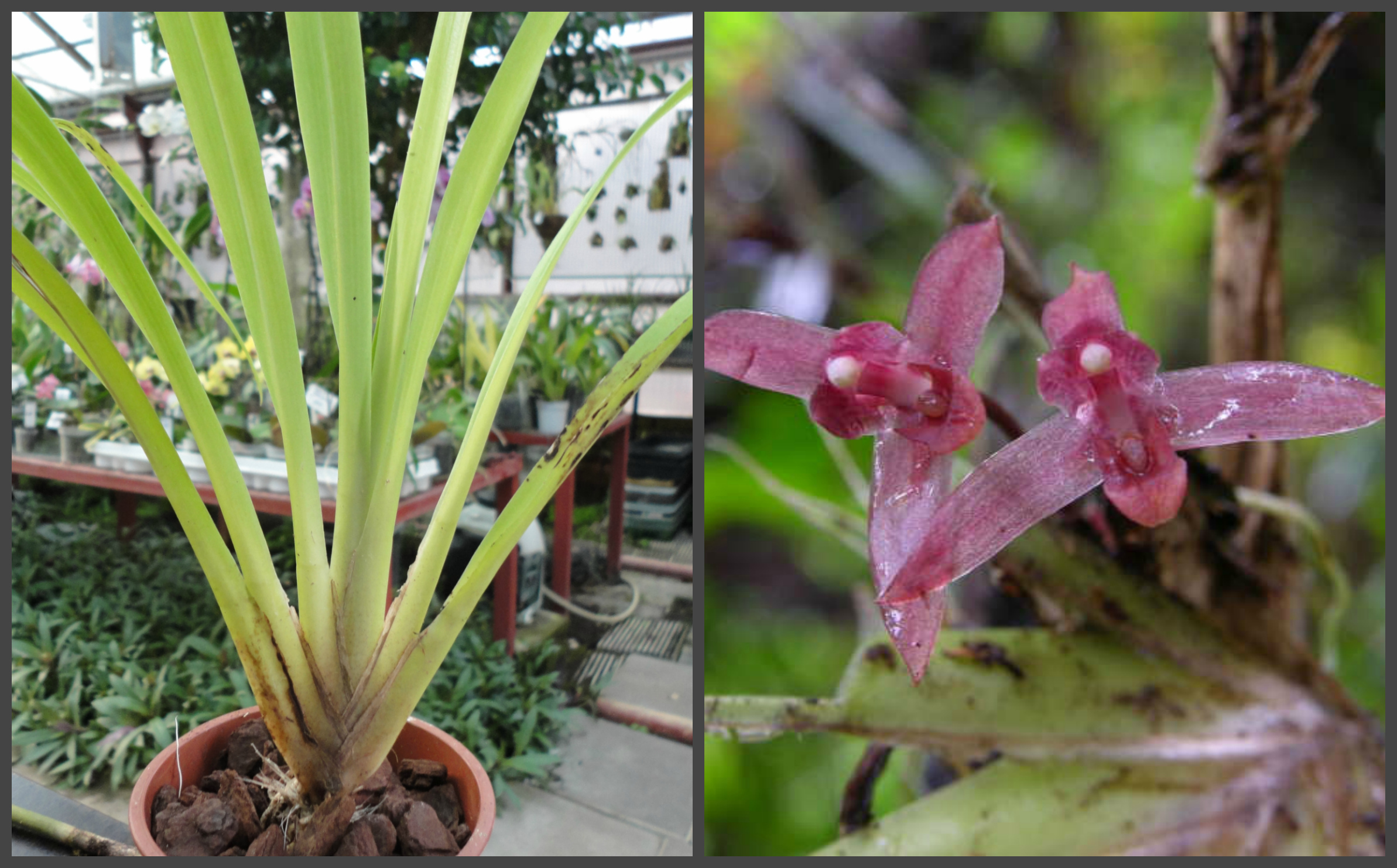 Maxillaria bicallosa