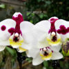 Doritaenopsis PHM 150 Spotted