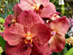 Vanda Sunanda Leopard Coral