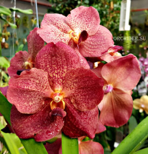 Vanda Sunanda Leopard Coral