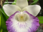 Cochleanthes hybrid 06