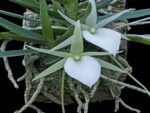 Angraecum elephantinum