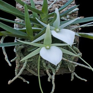 Angraecum elephantinum