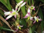 Bothriochilus bellus