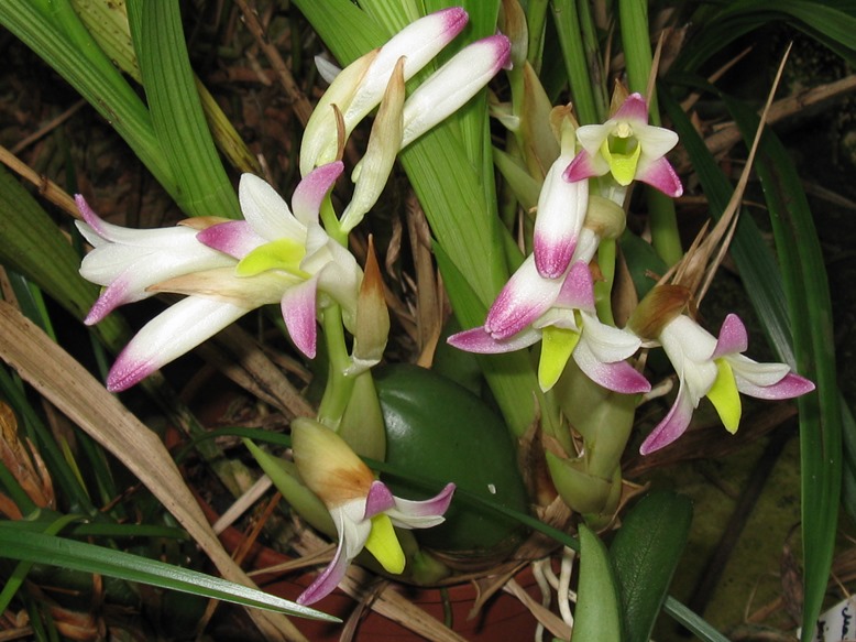 Bothriochilus bellus