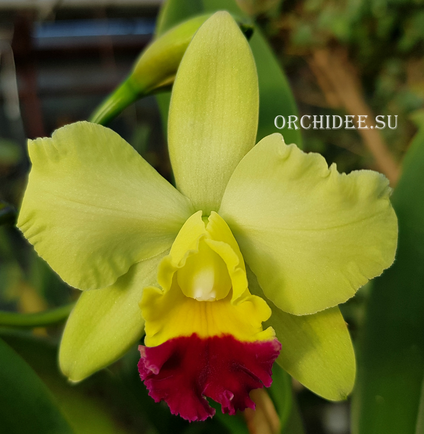 Cattleya hybrid 036