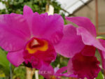 Cattleya hybrid 035