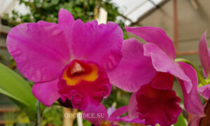 Cattleya hybrid 035